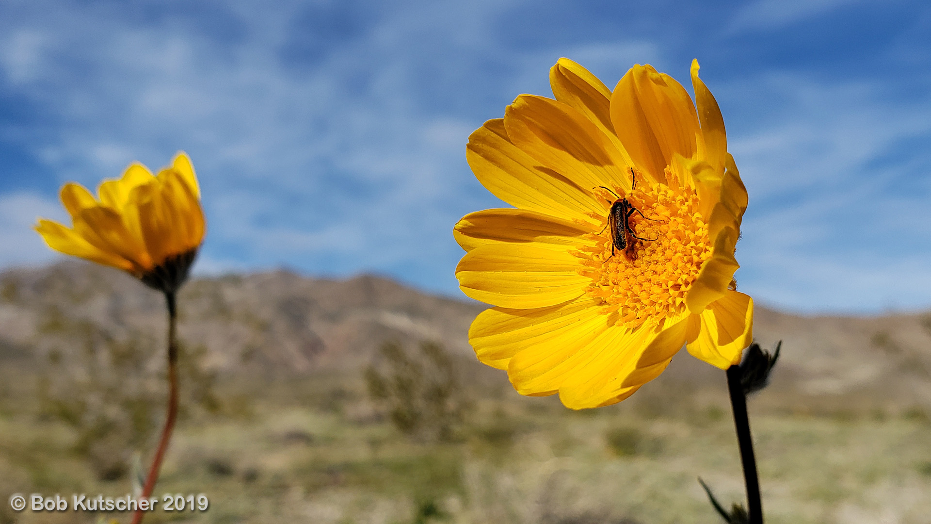 Borrego Springs, CA Superbloom 2019
